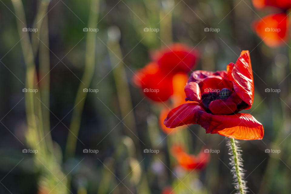 Beautiful bright red poppies with green grass and leaves in the background of blue sky and clouds poppy, field red bloom blossom. Beautiful rays of the sun field of red poppies nature thinking about the problems of ecology and life sunny summer mood