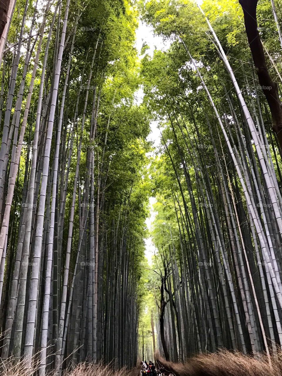 Growing tall on the edges of Kyoto in Japan, the Sagano Bamboo Forest is a once tranquil nature spot.The meditative natural noise is so lovely and it makes it a great place to escape the everyday routine