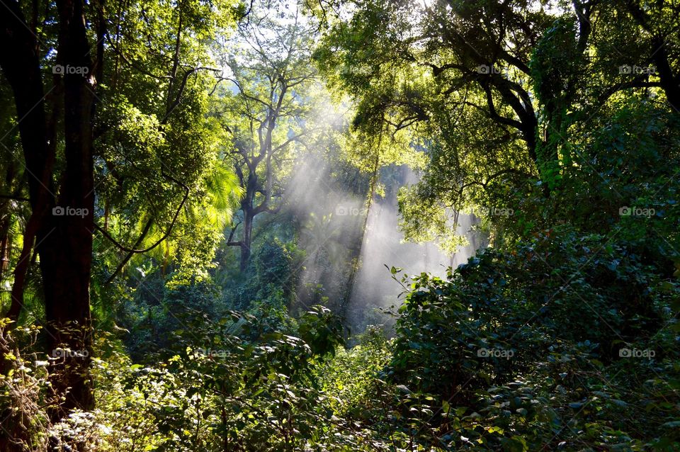 Mist in the Jungles of Zambia