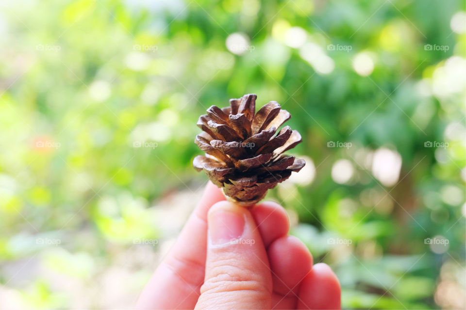 hand holding a pine cone