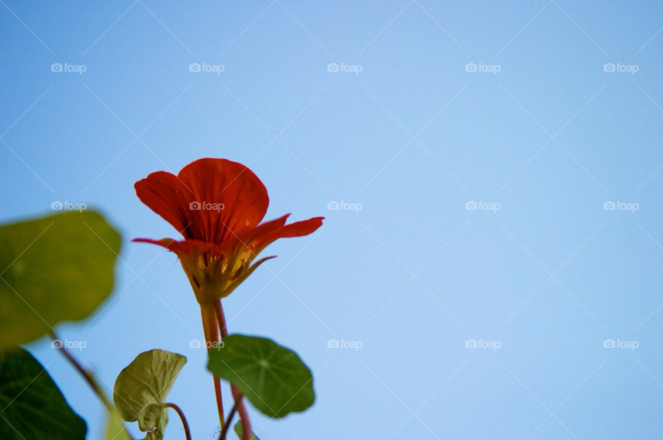 Flower, Nature, No Person, Summer, Leaf