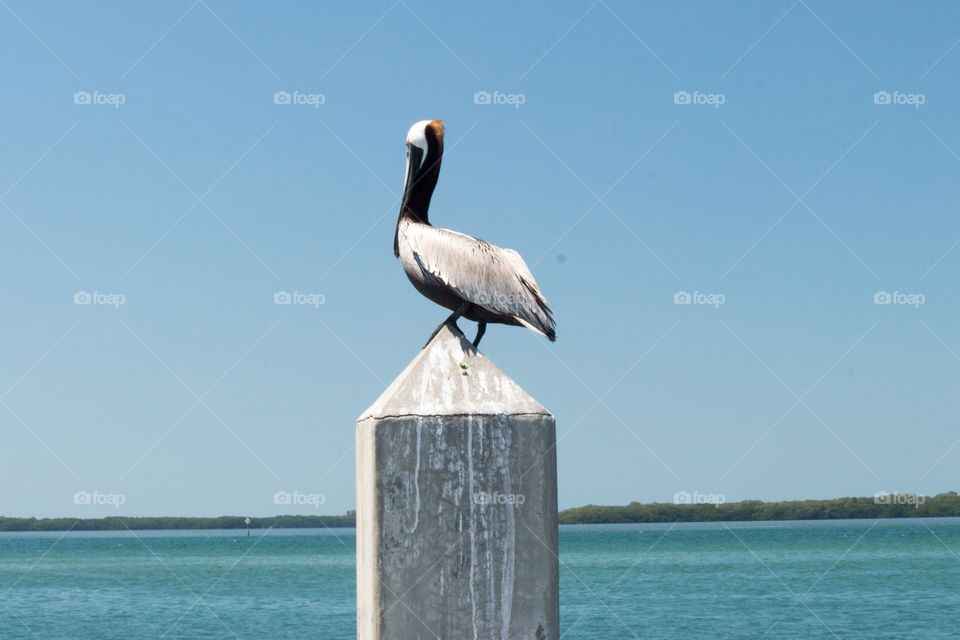 Pelican at pier 