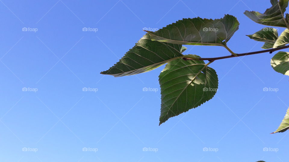 Leaf, No Person, Nature, Outdoors, Sky