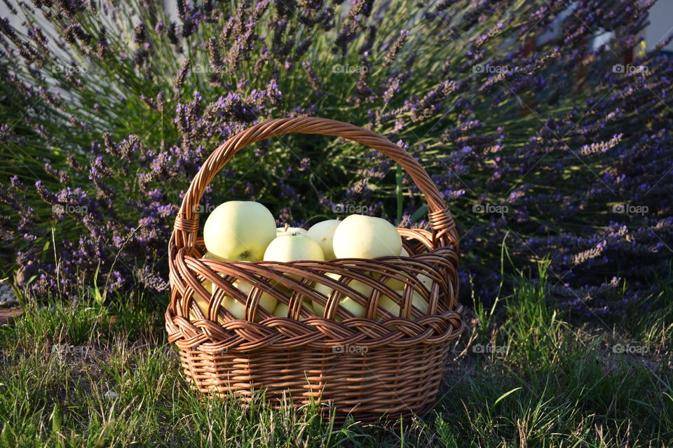 Basket of apples
