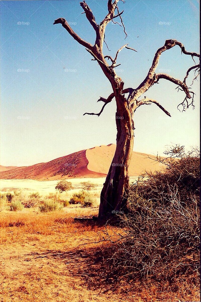 Desert tree