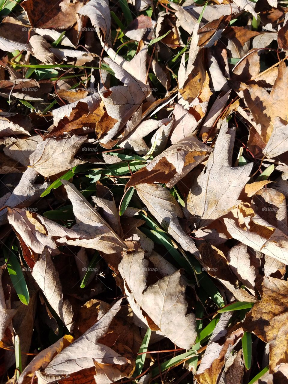 Close-up of leaves on the ground