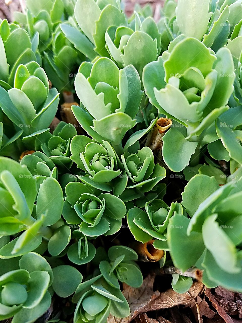 Autumn Joy just beginning to grow