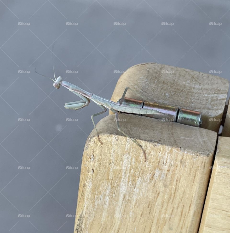 A green praying mantis standing on top of a sign.