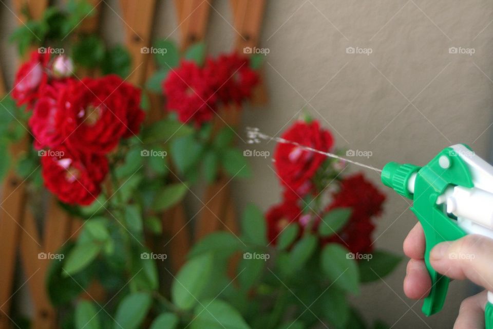 Giving medicine to the roses