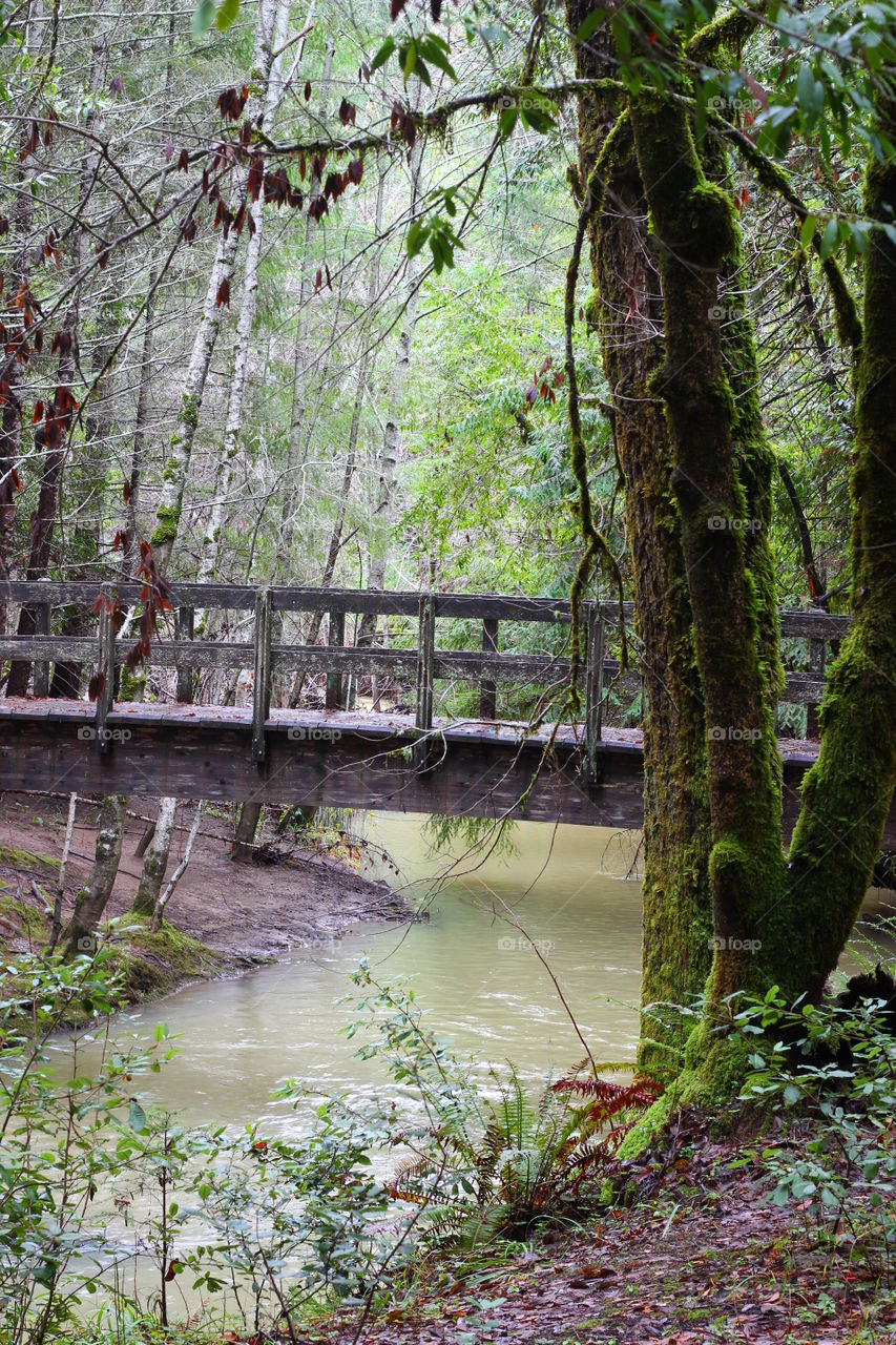 Bridge over a Stream in the Woods