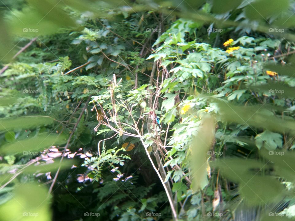 Kingfisher hiding for hunt