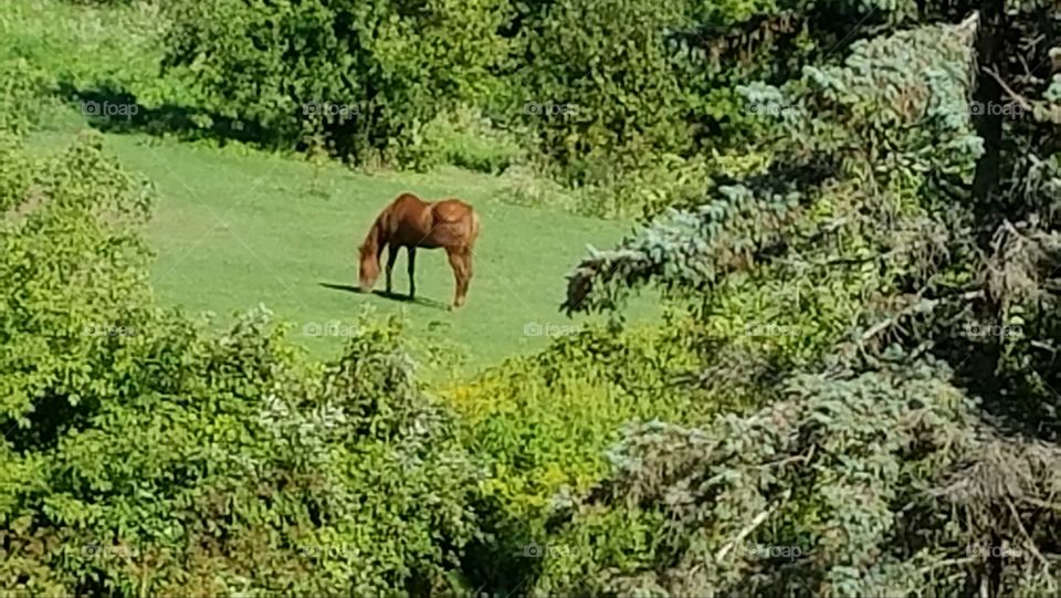 Horse in Field