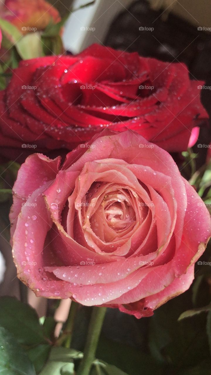 Pink and red rose with water drops