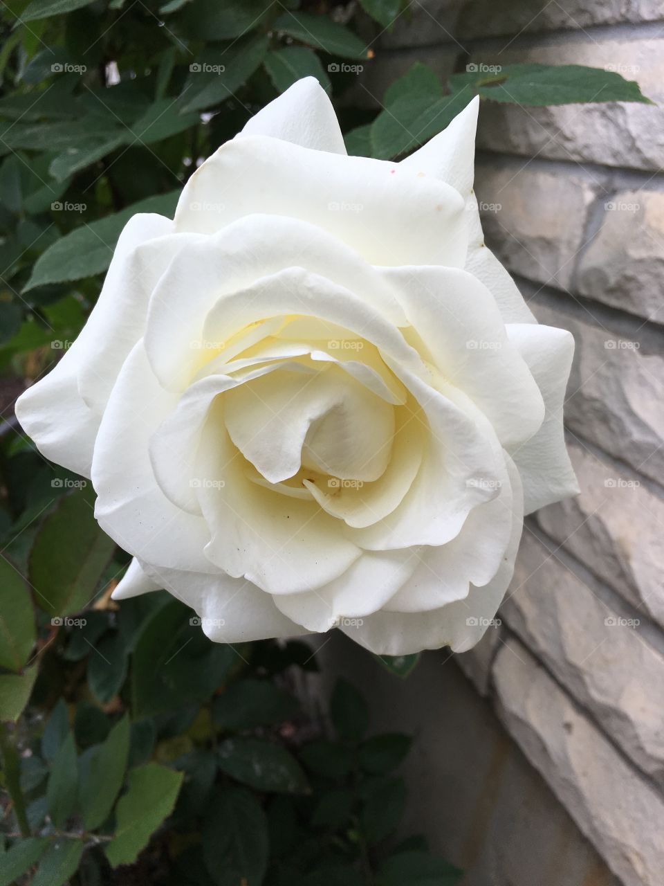 Sad white rose