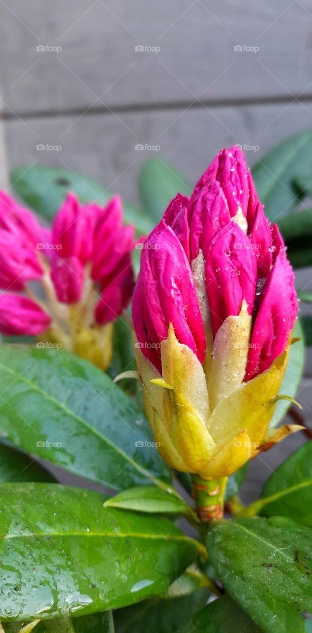 flower rhododendron