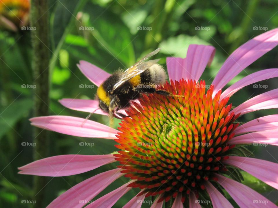 echinacea officinalis with a bumblebee in the garden