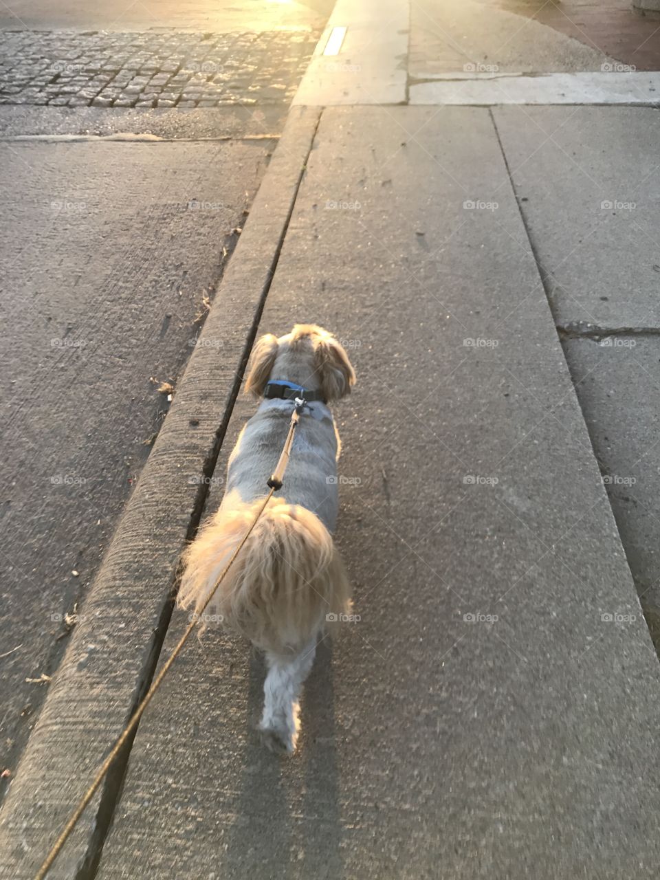 Dog on a leash walking down the sidewalk