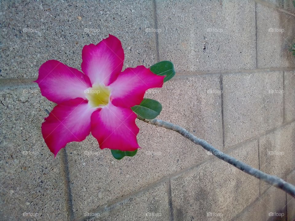 Plumeria , pink