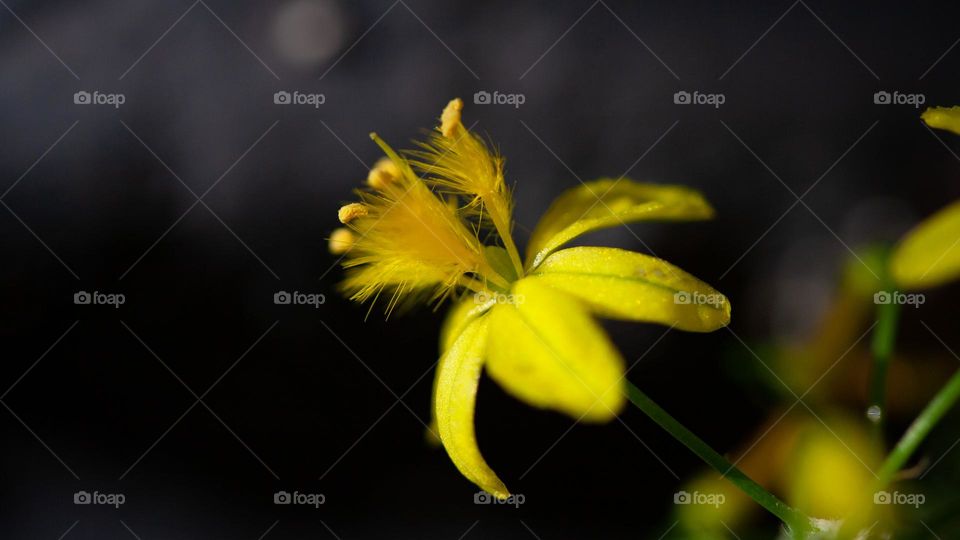 Little yellow flower with featherlike stems on dark background 