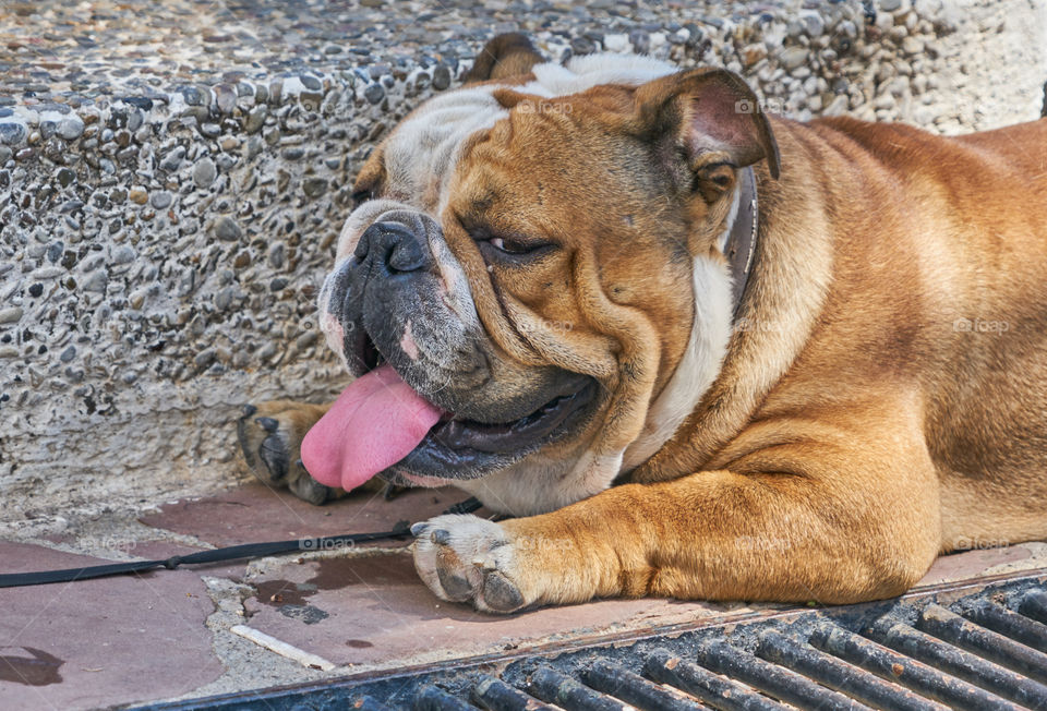 Bulldog lying in a extreme hot day 