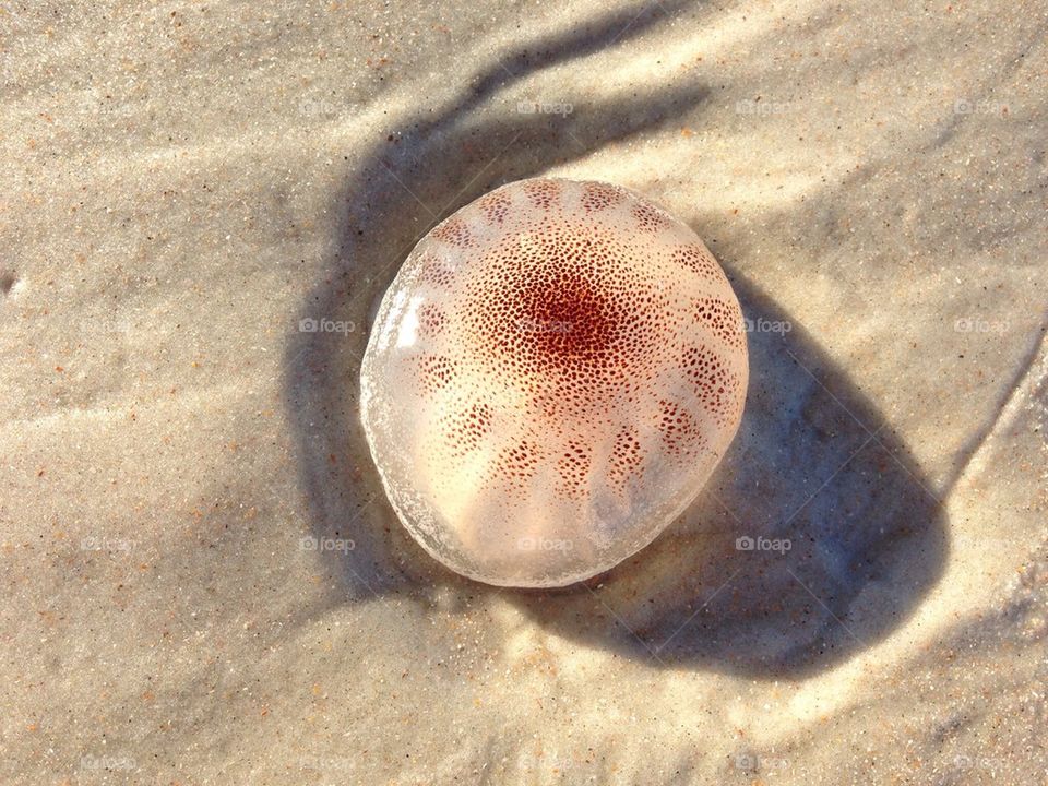 Jellyfish, EastCoast beach Florida 