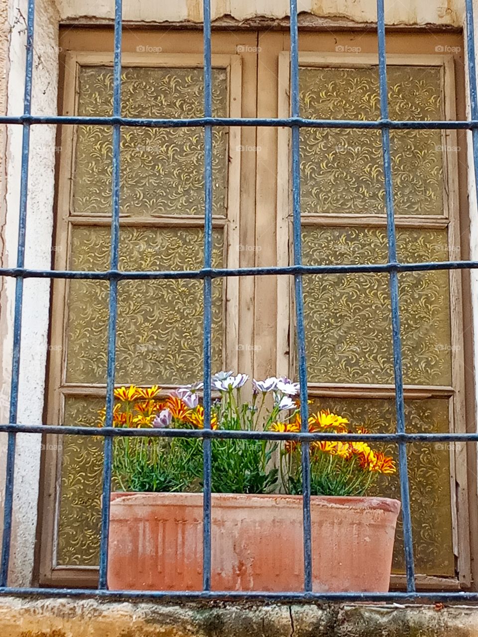 Flowers on a window