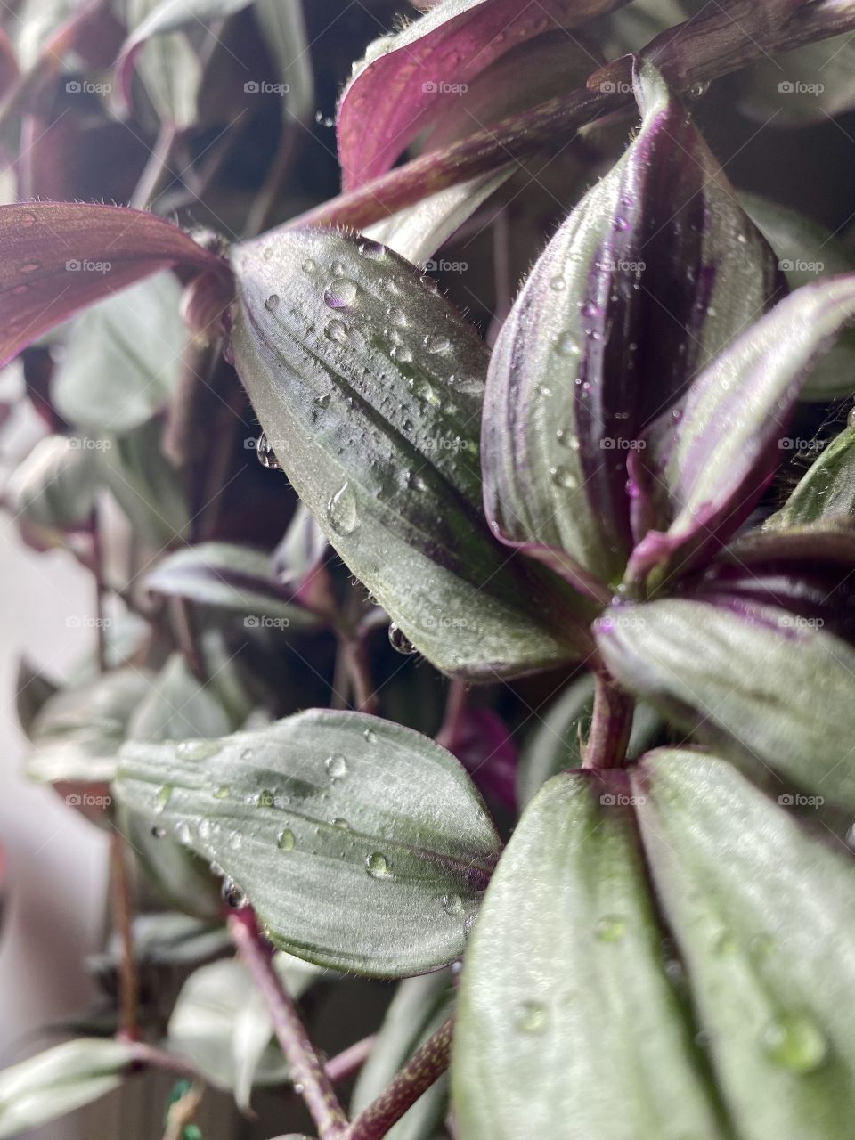 Just watered - Wandering Jew