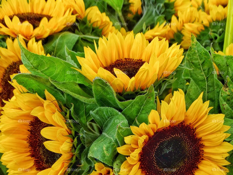 Vibrant Sunflowers

