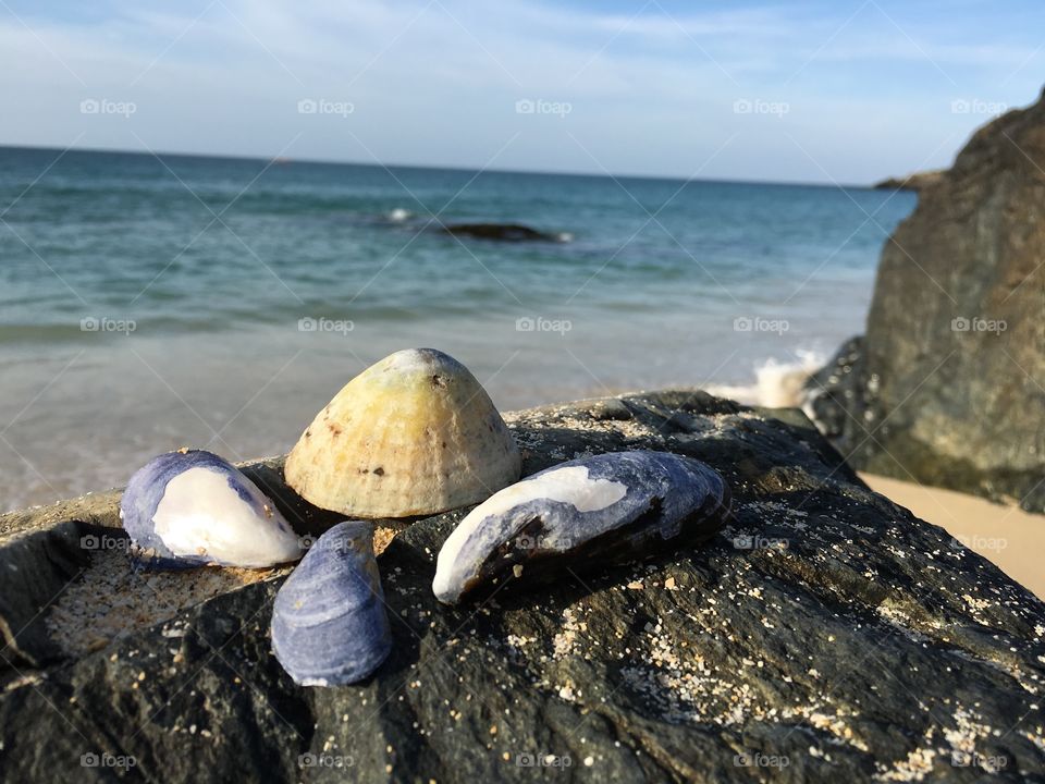 Seashell on rock near the sea