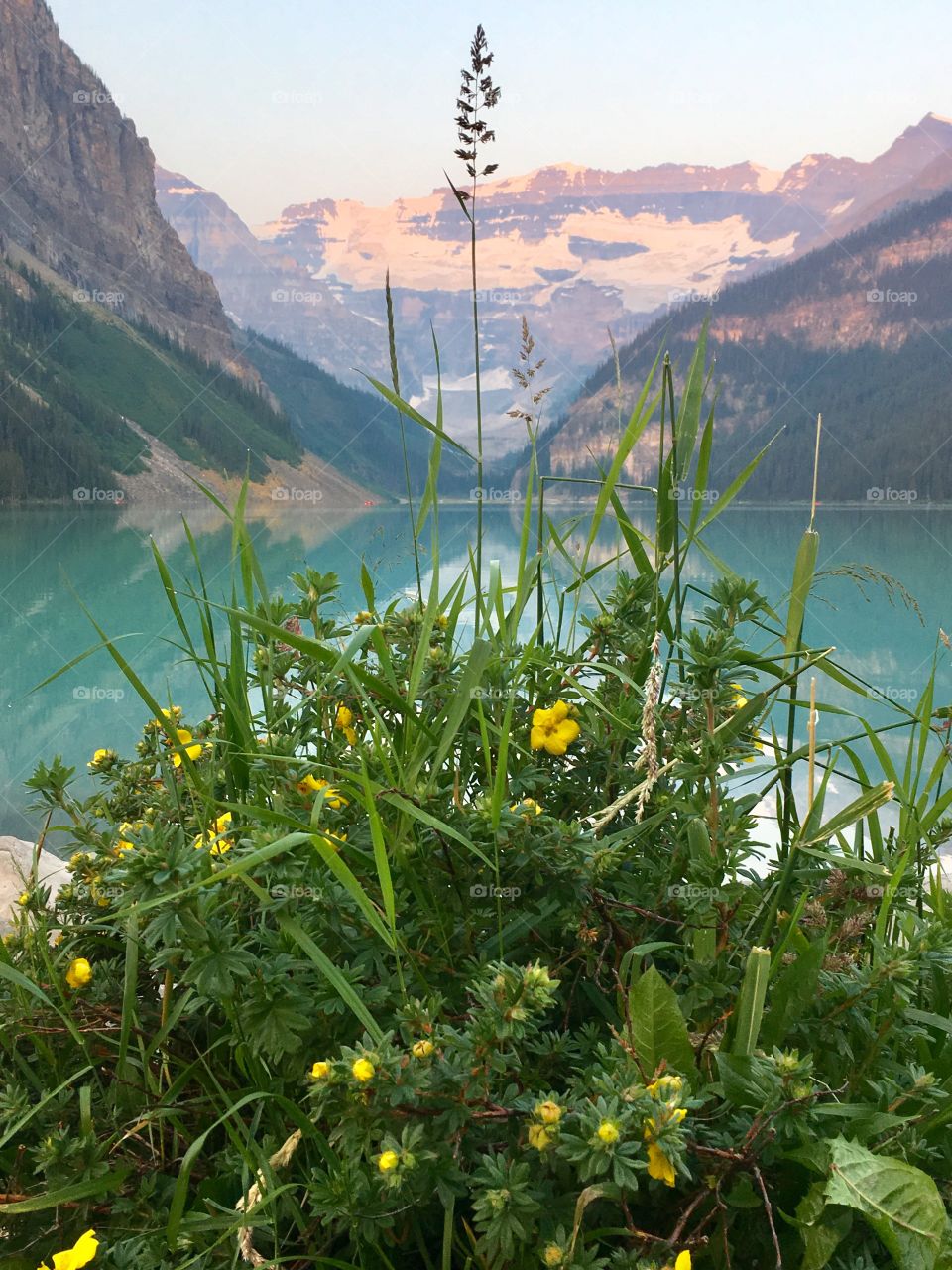 Rocky Mountain perfection; stunning emerald Lake Louise and its glacier peaks reflections, yellow flowering bush foreground early morning in the summer