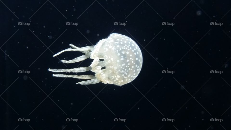 Jellyfish