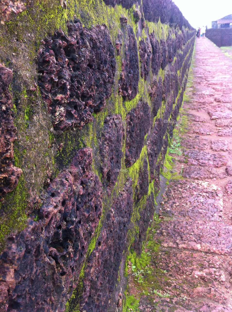 close closeup wall grass by param1394