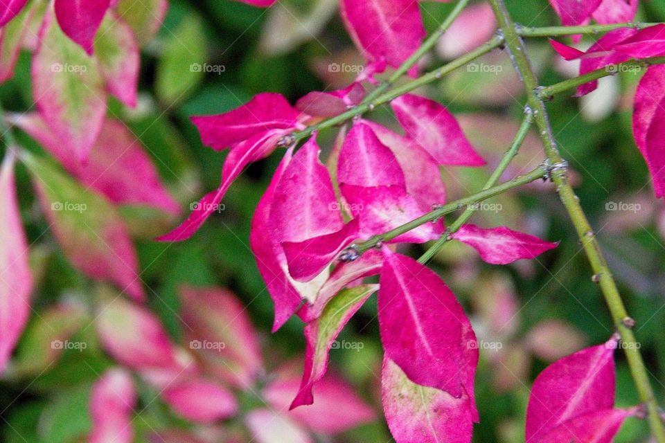 autumn tree in the park