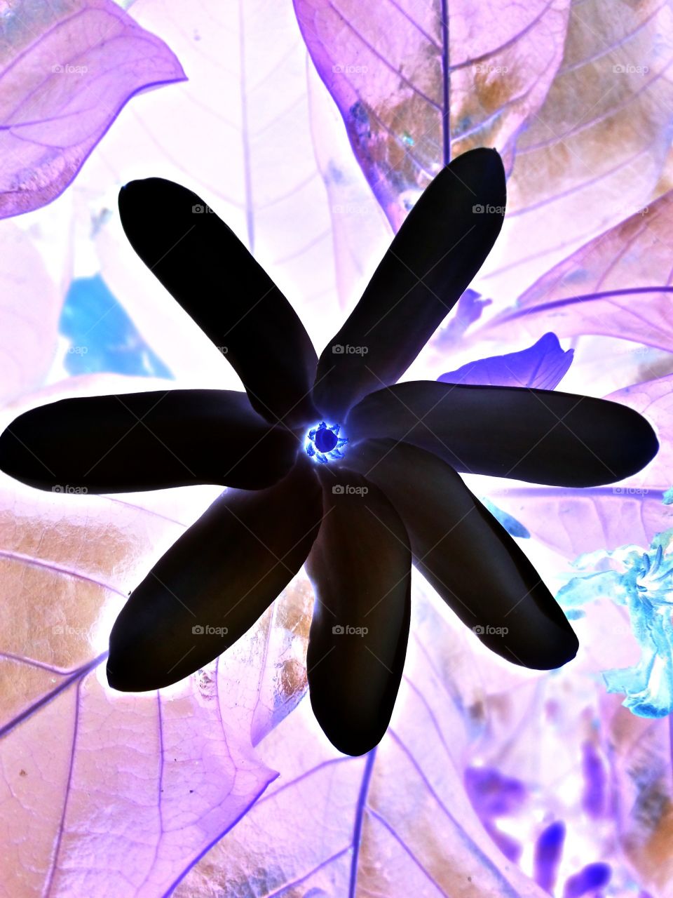 Negative flower. Negative flower