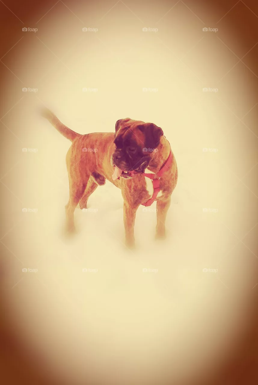 Cane