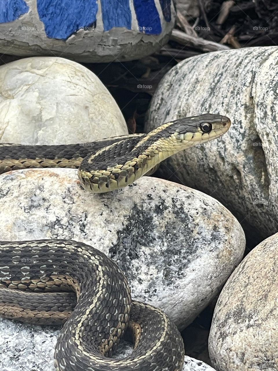 Garter snake