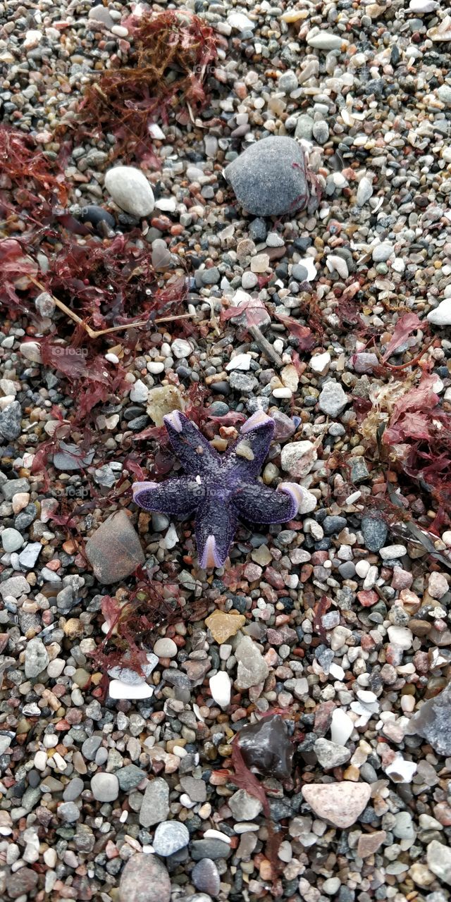 seastar at Balticsea