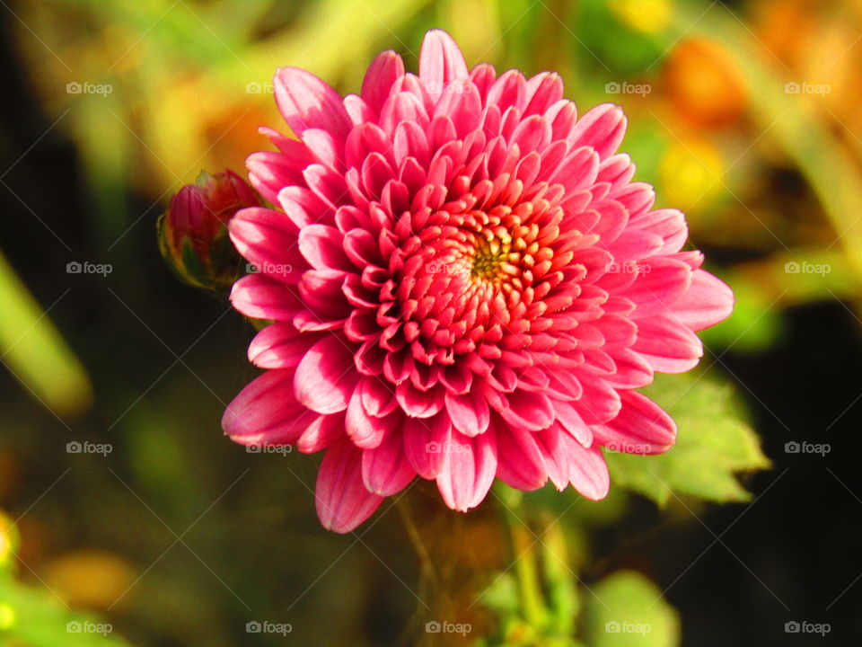 Beautiful pink colour flower or Gerbera flower is commonly known as Transvaal daisy or Bar berton daisy or African daisy.