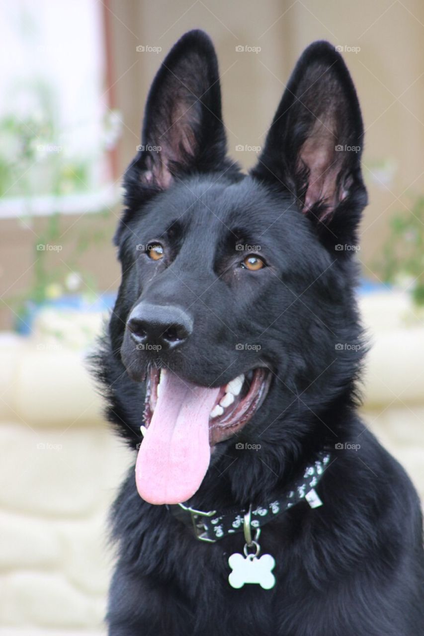 A close-up look at our beautiful German Shepherd's face. 