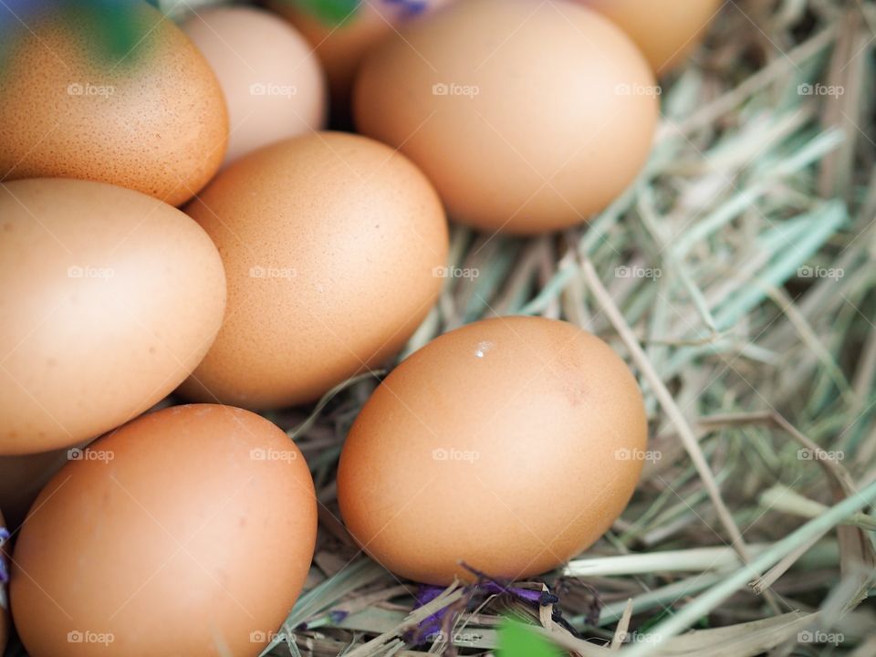 egg in farm
