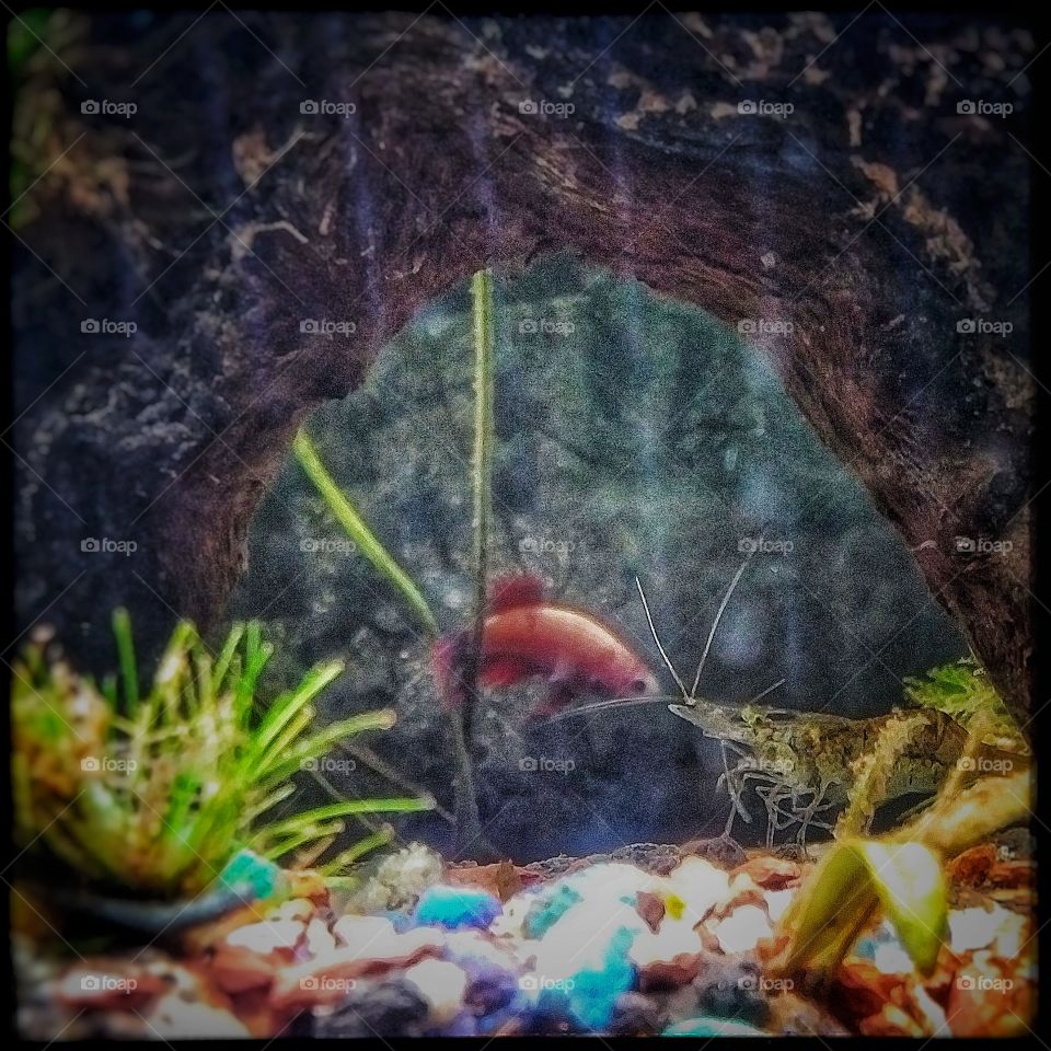 Betta fish meet ghost shrimp