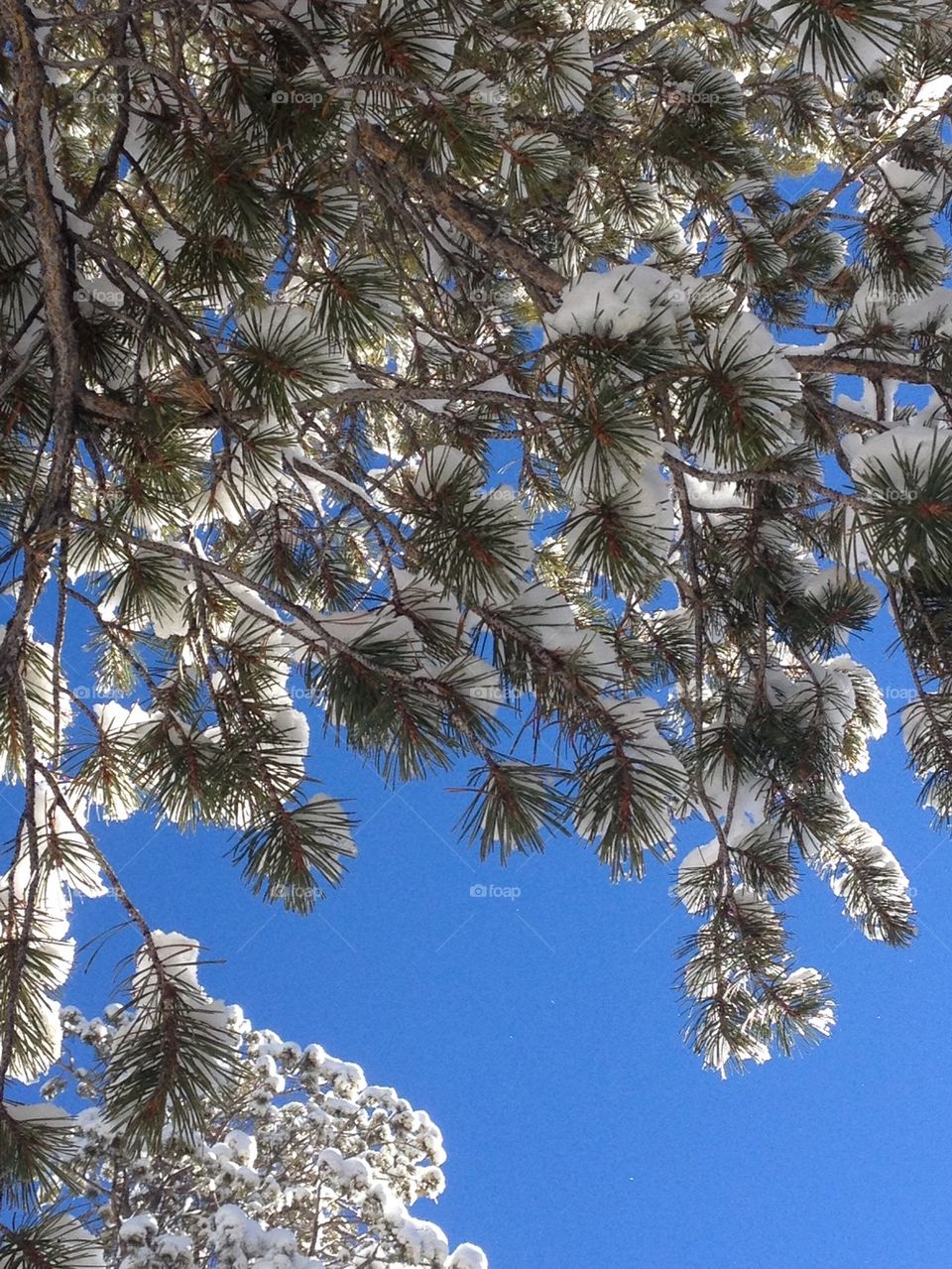 Snow covered pine