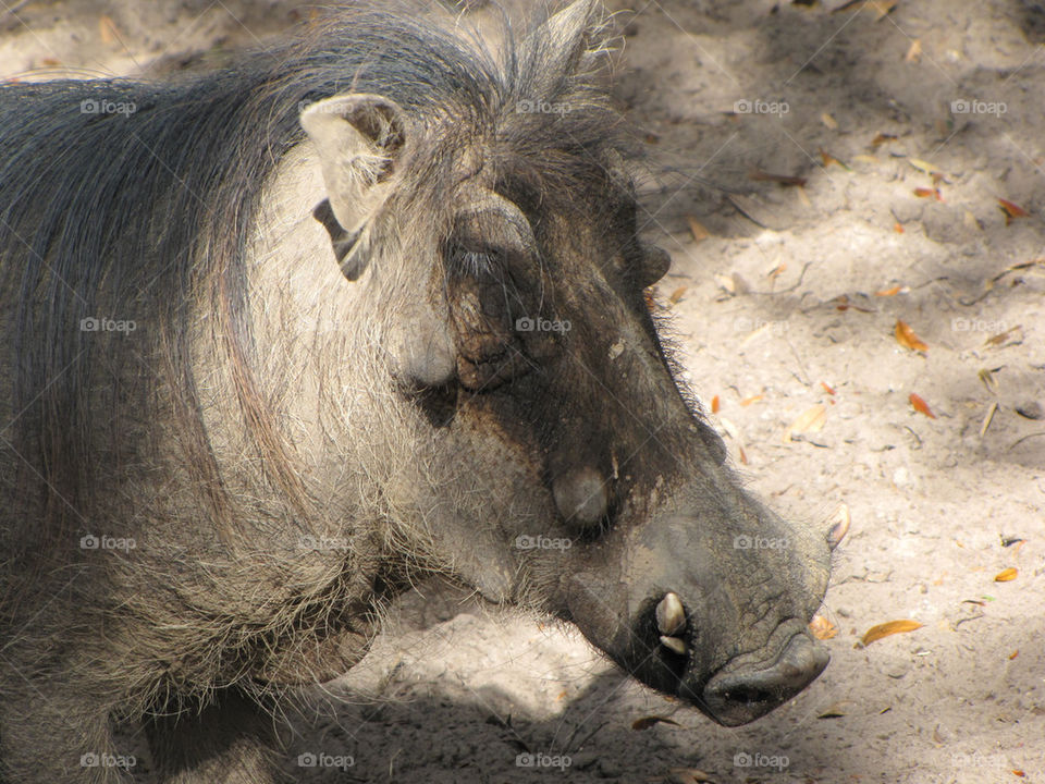 animal mammals zoo warthog by dmelhorn