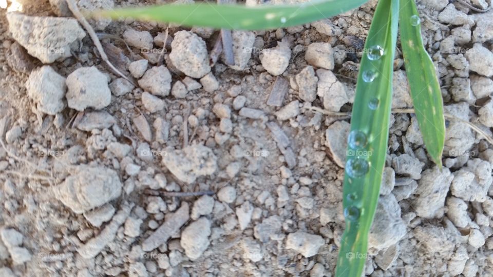 Beautiful dew drops. walking around at home in Marianna, Arkanzas