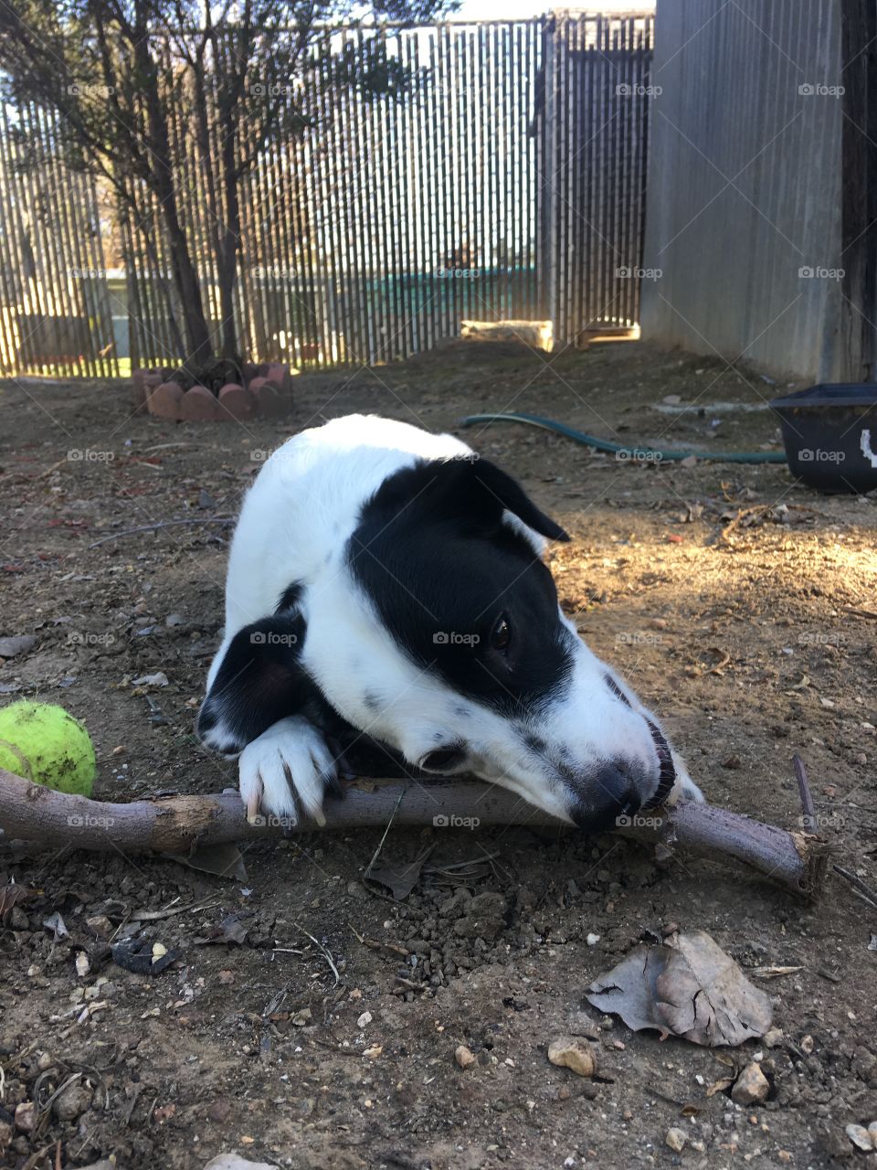 Jax jack russell mix chewing on stick 