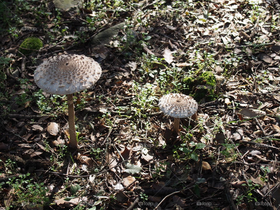 mushroom in the forest