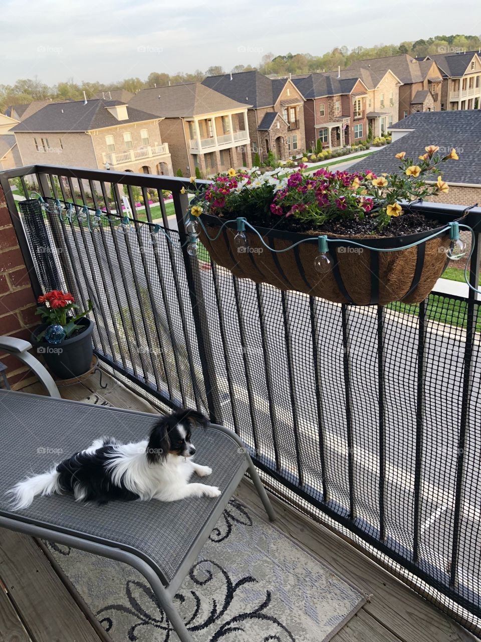 Afternoon on the balcony
