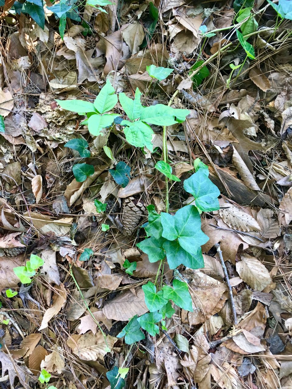 Poison Ivy on the ground.