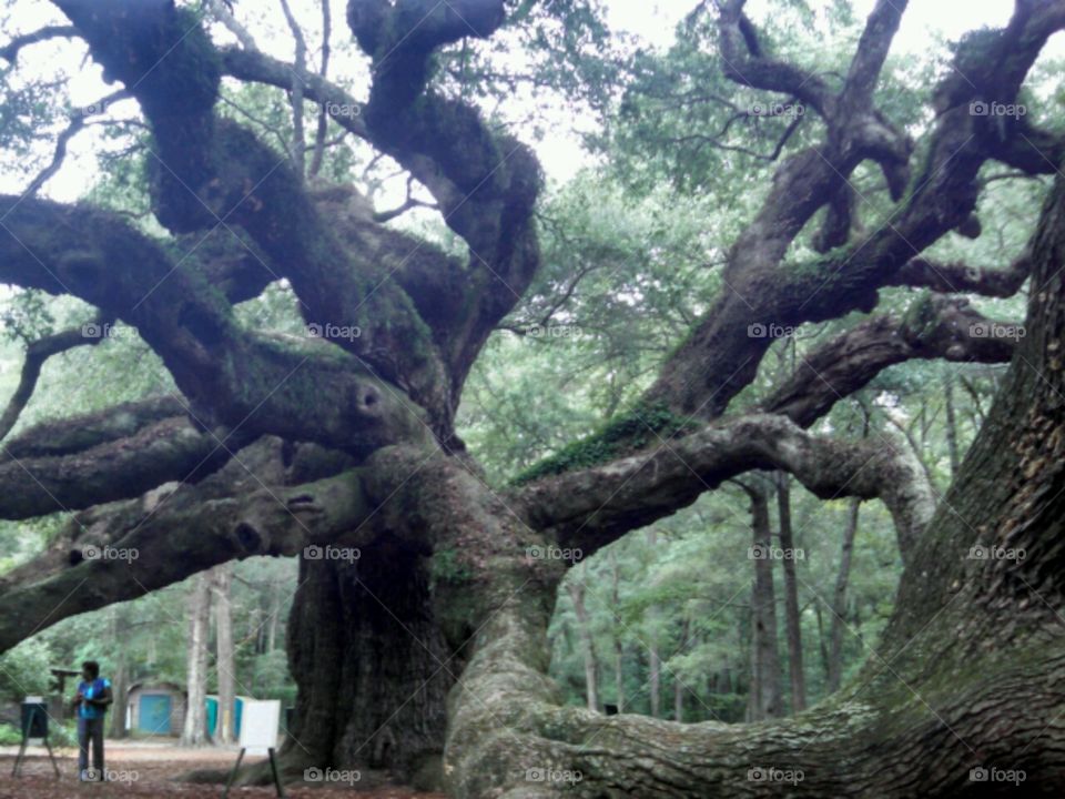Angel Oak