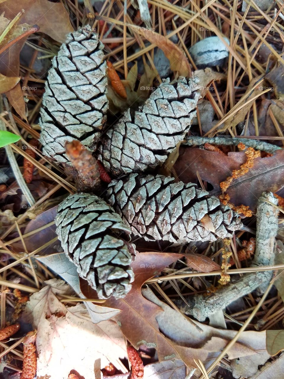 pinecones on the forest floor.